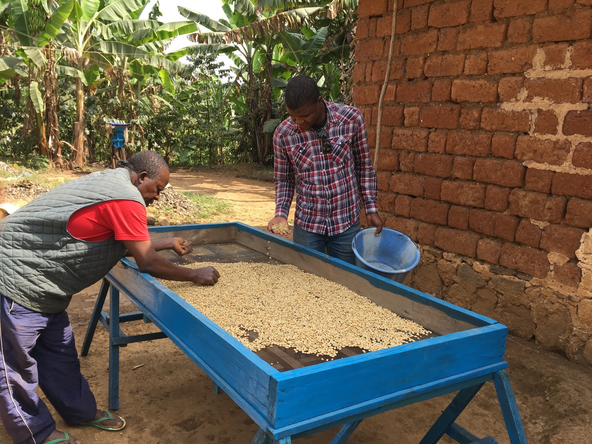 Deux professionnels trient des grains de café vert sur une table au Cameroun